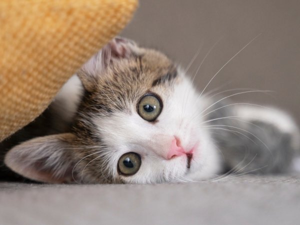 Why you should never give your cat milk