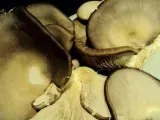Recipe Oyster mushroom and gruyere tarts