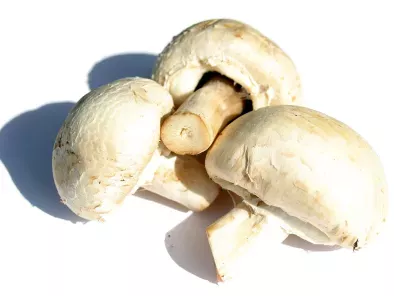 Recipes mushrooms