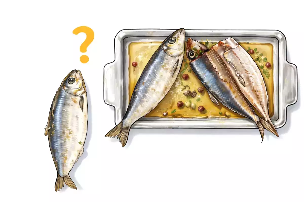 1. First step: understand the type of sardine