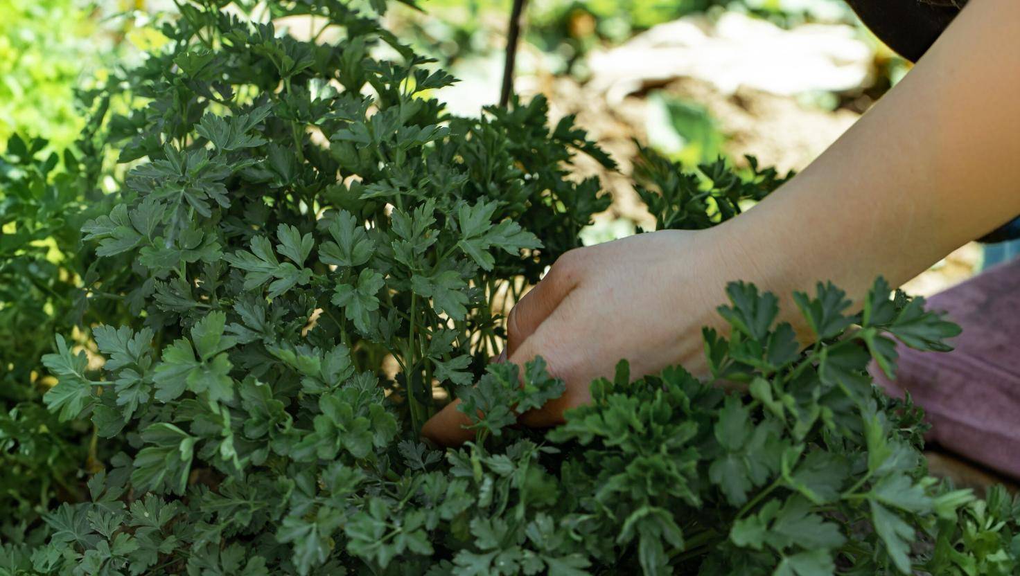 Learn how to grow parsley at home and have fresh spices all year round!