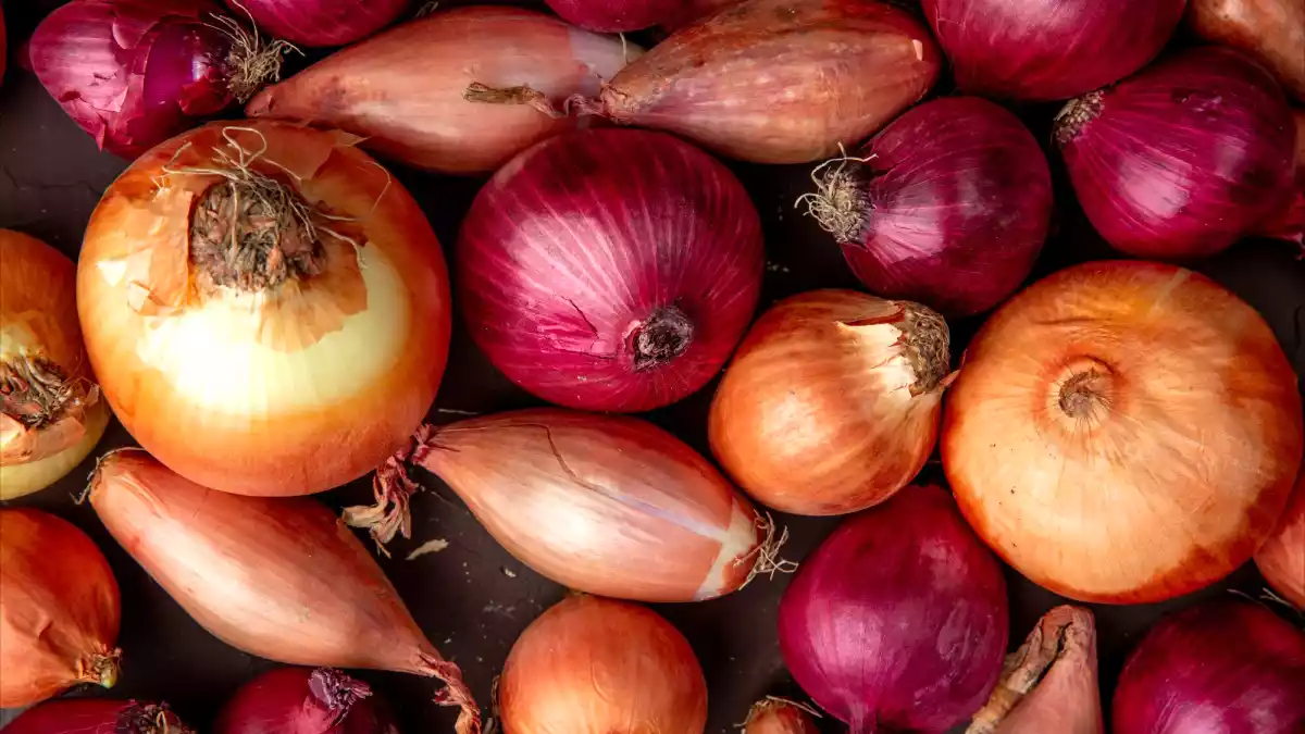 Extend the life of your onions: Simple and effective tips!