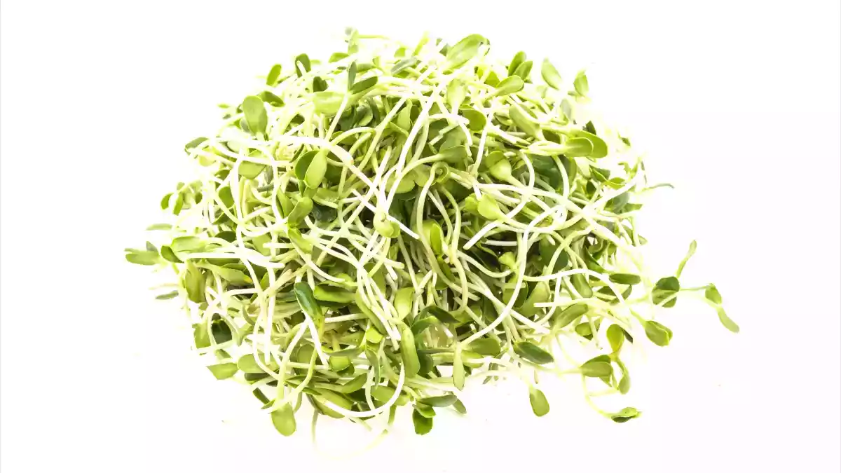 Germinating seeds: the easy spring gesture