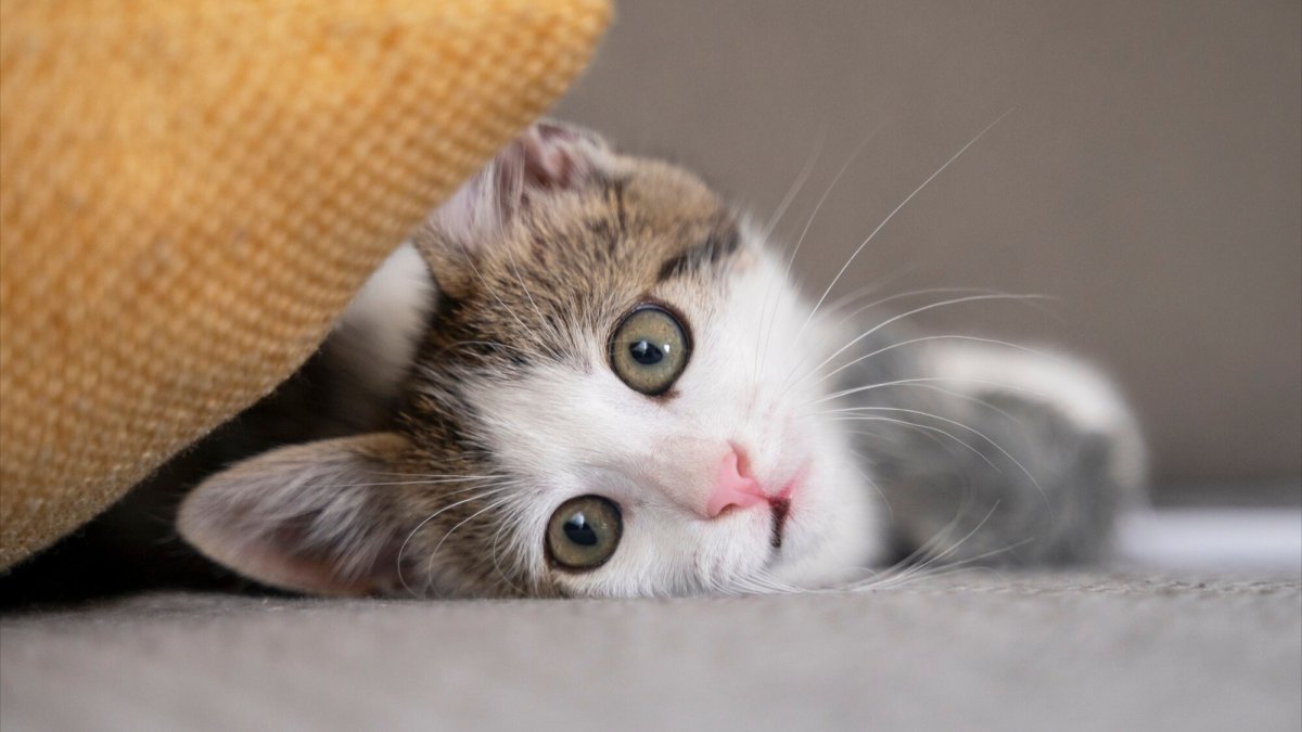 Why you should never give your cat milk