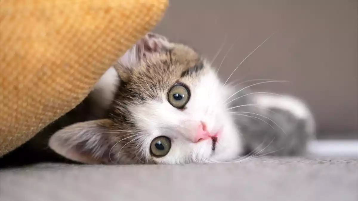 Why you should never give your cat milk