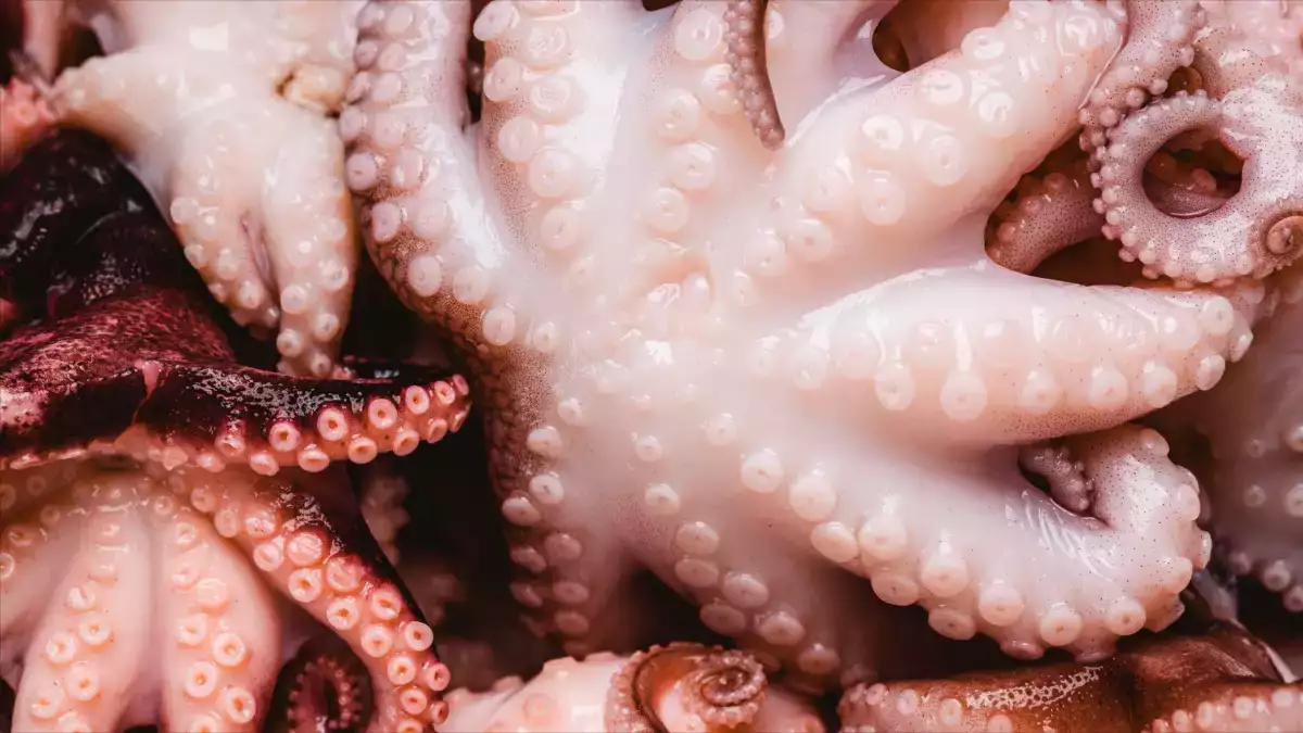 Do you know why you put a cork in the pot when cooking octopus?