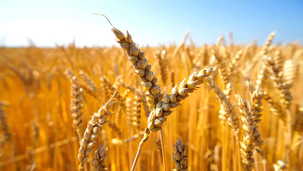 Going gluten-free: what's really going on in your body?