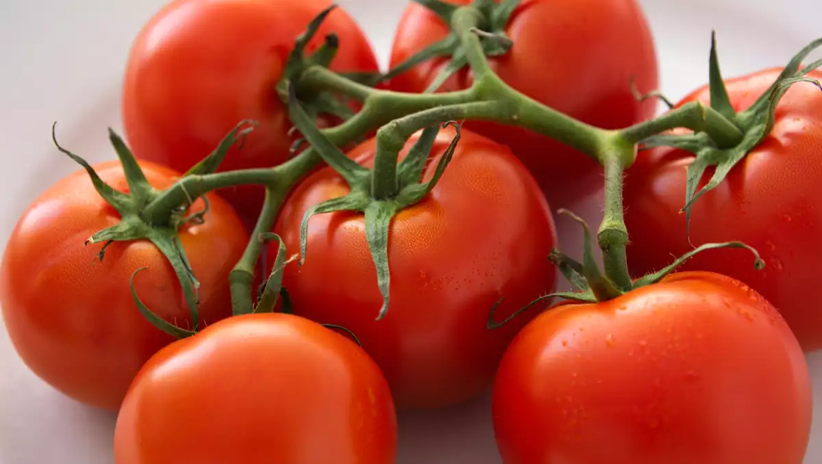 Tomatoes: how to make the most of them with these 7 recipes?