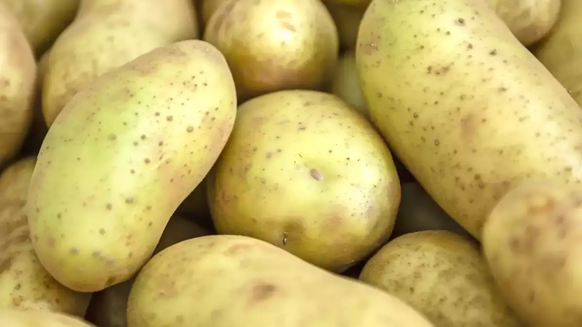 Green on your potatoes? It’s more than just color and you might be serving a toxic meal without knowing