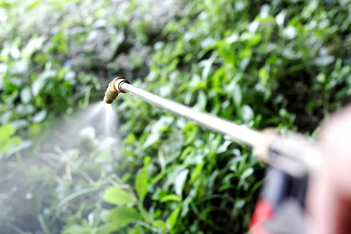 This kitchen hack replaces weed killer in 2025: eco-friendly, free and surprisingly effective