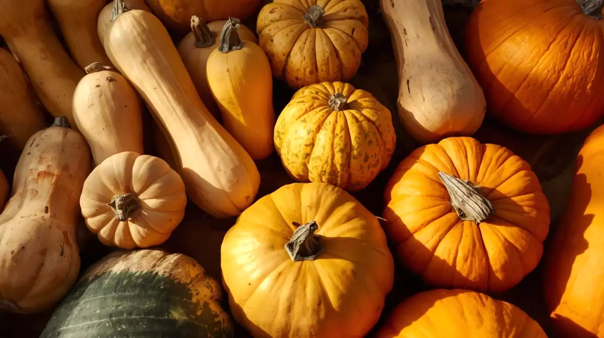 5 health benefits of squash (and why it's a bad idea to go without)