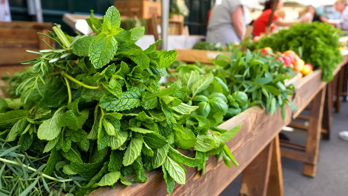 Not all mint is the same: discover the 4 most commonly used types and stop making mistakes with your tea and recipe