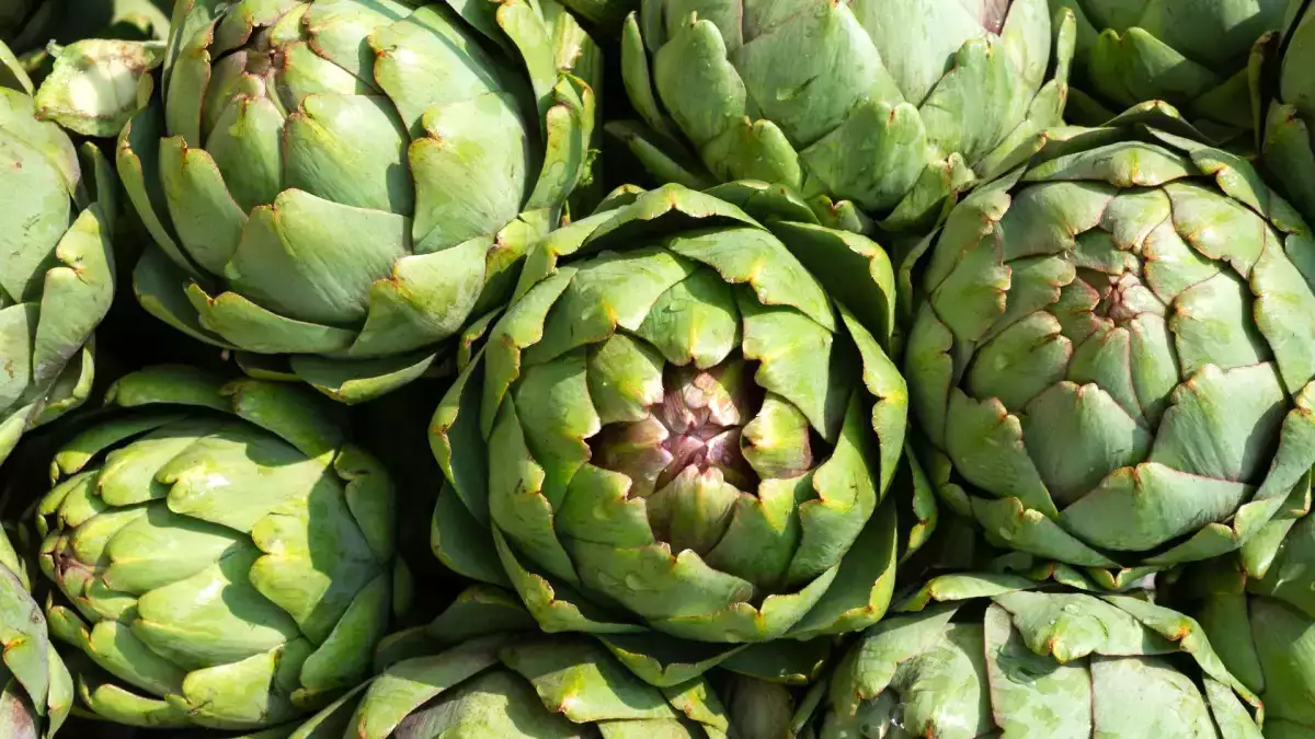 How to cook artichokes easily? All the methods you need to succeed