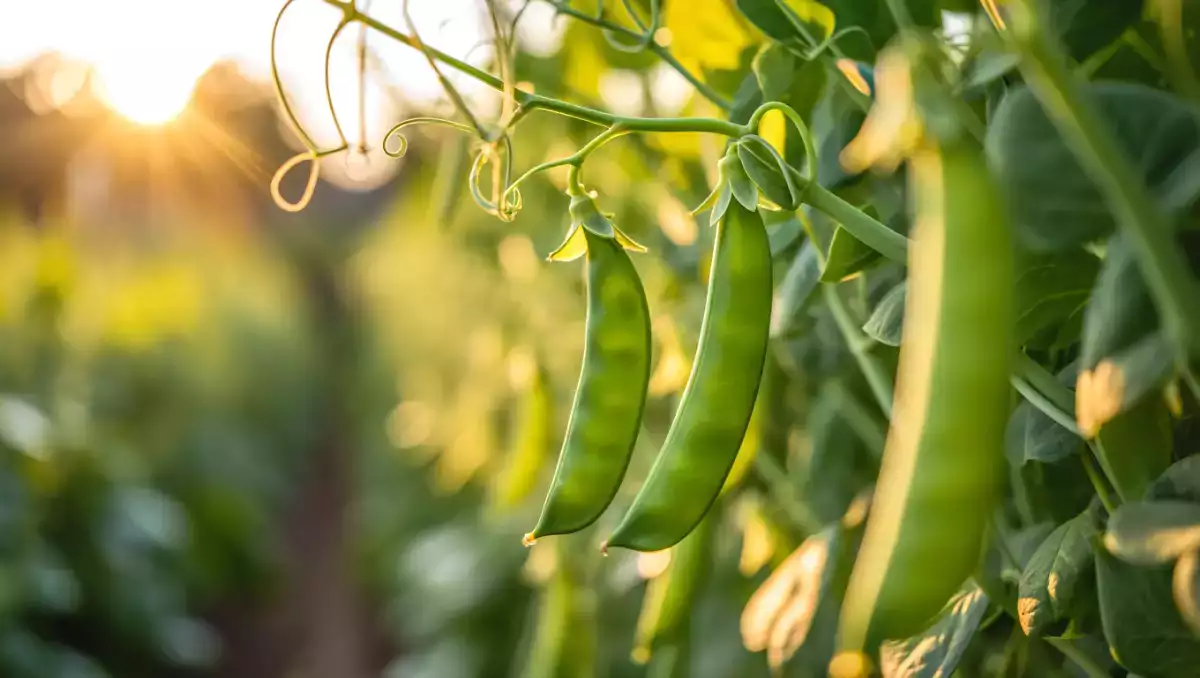 How to cook snow peas easily? All the tips you need to keep them crunchy and tasty