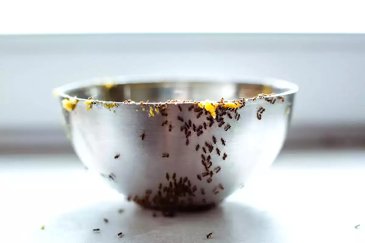 How Grandma gets rid of ants in the kitchen: simple, practical tips you can try at home today