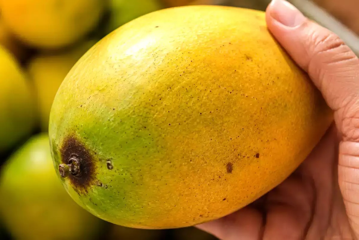 Stop picking mangoes wrong: most people choose the wrong ones at markets and only notice at home