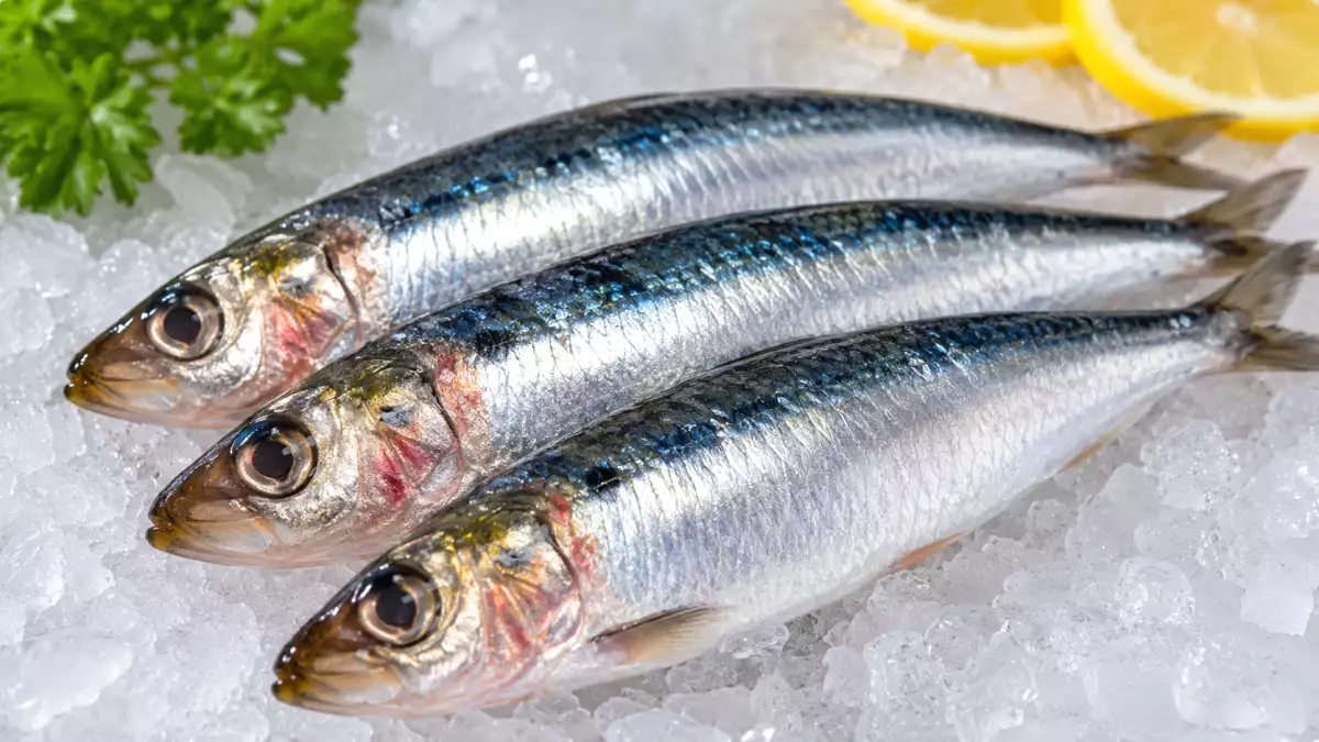 How to spot a spoiled sardine before it's too late: the warning signs you should never ignore