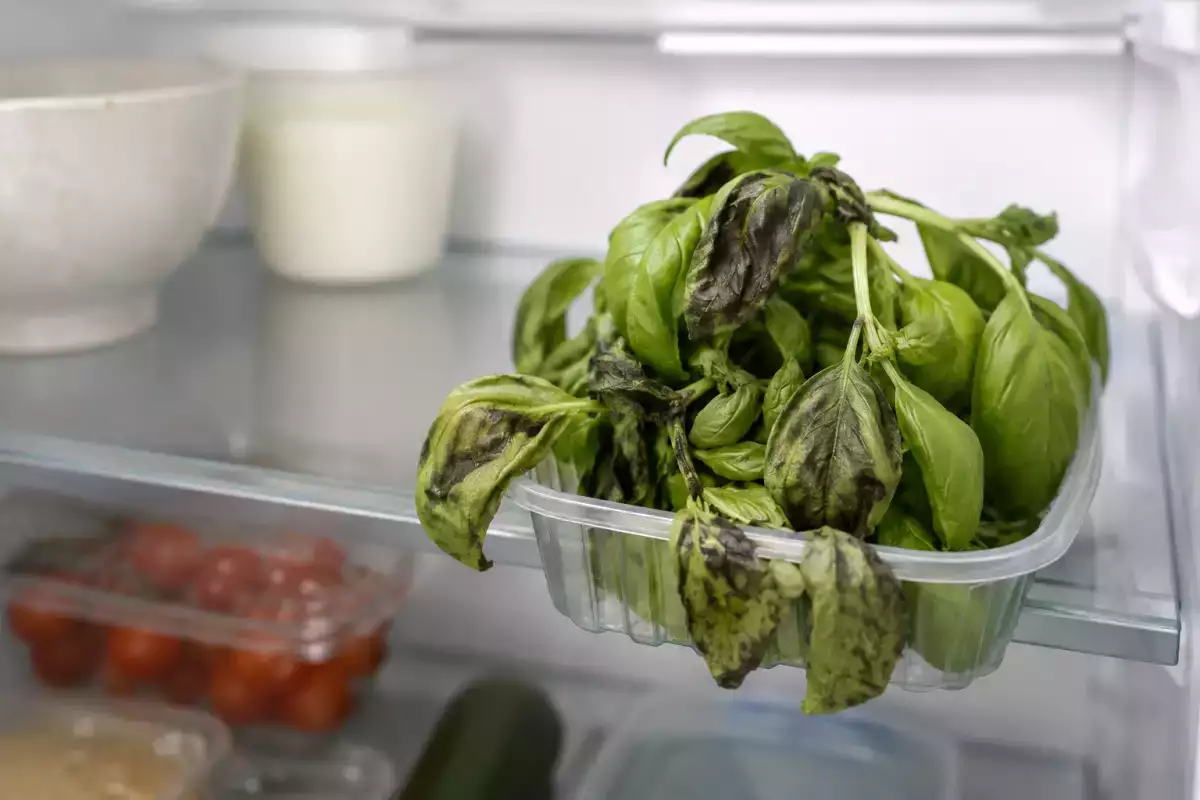 Basil turning black in the fridge? The storage mistake you're likely making and how to stop it