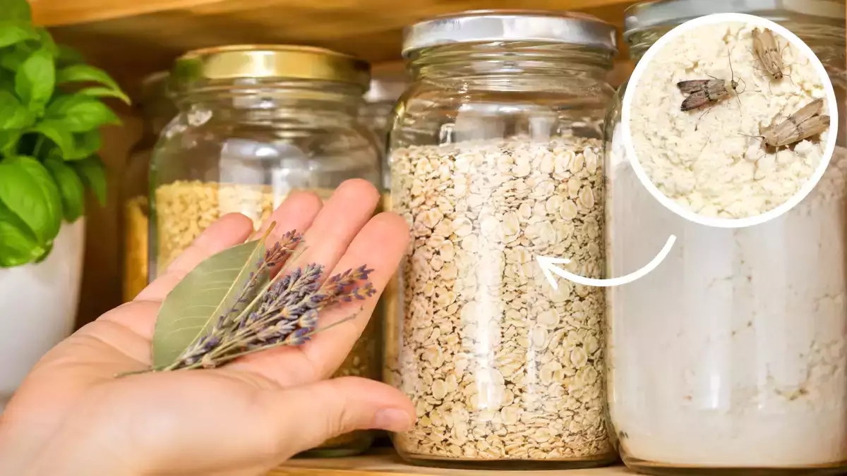 Stop flour moths invading your pantry with this old-fashioned, easy remedy that keeps them out