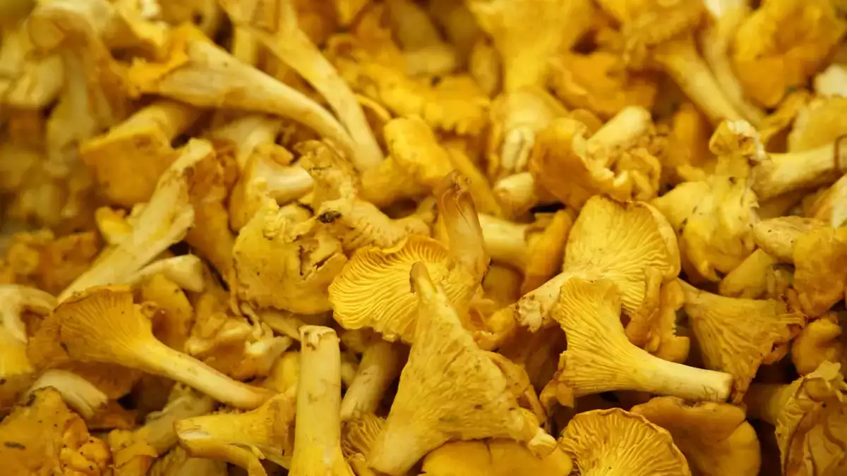 Fresh chanterelle mushrooms: How can you prepare and cook them without making them soggy?