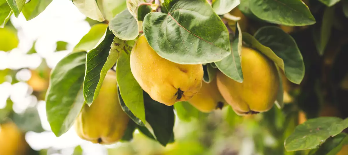 Why does peeling a quince feel so difficult? Here's the trick that makes all the difference