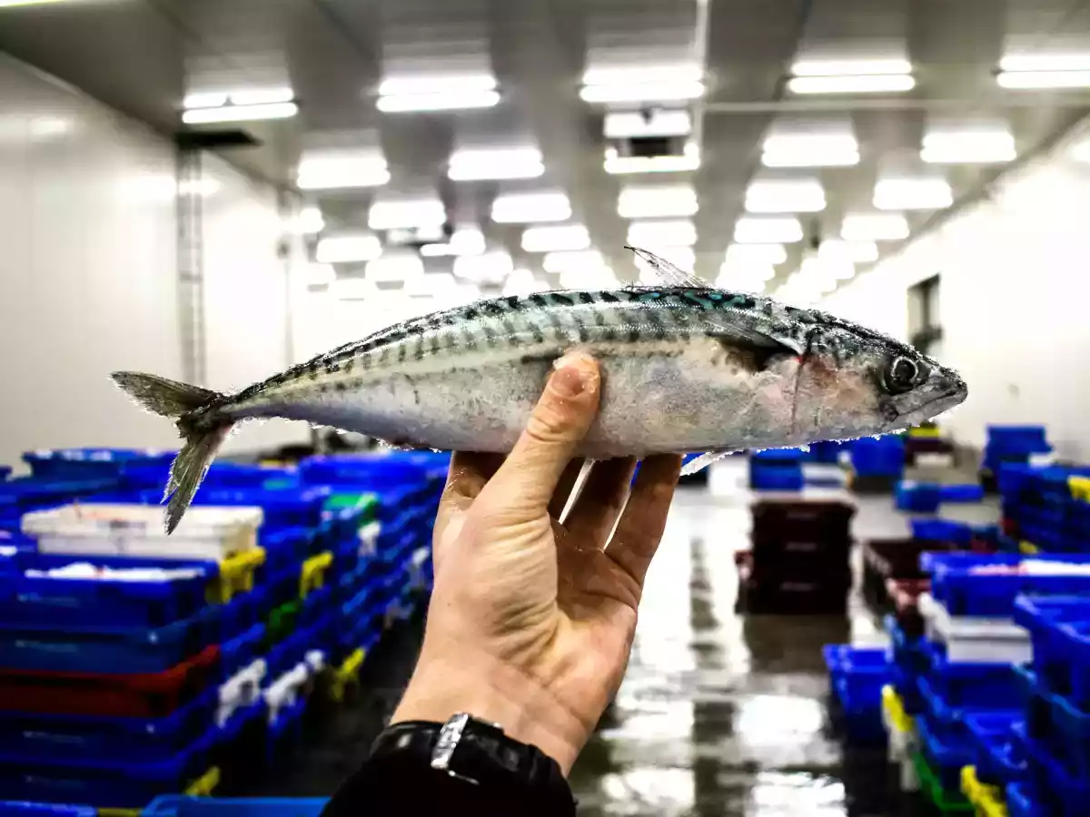 How to know if a fish is fresh? 5 keys to never make a mistake