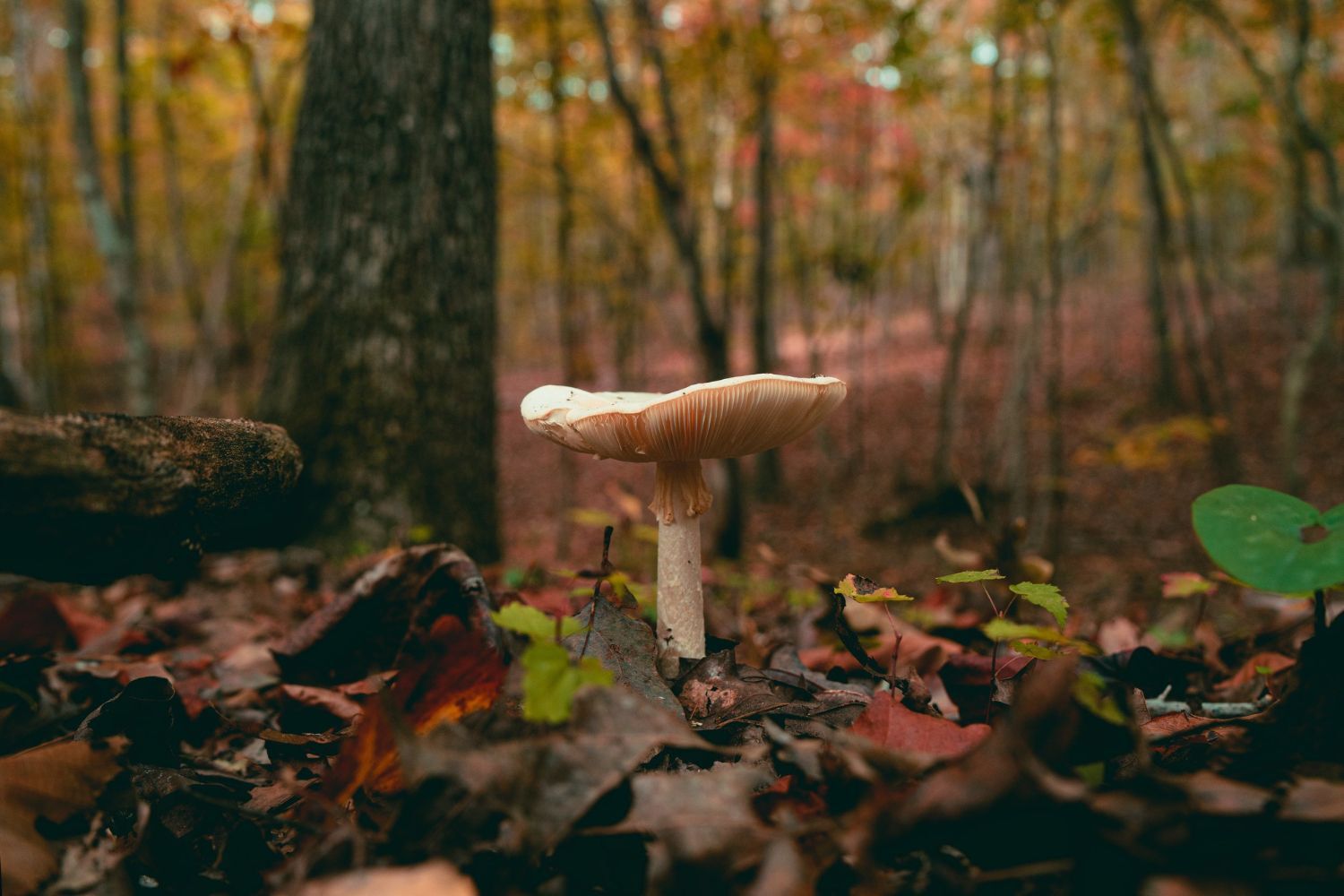 Mushroom picking: 10 tips for a successful harvest