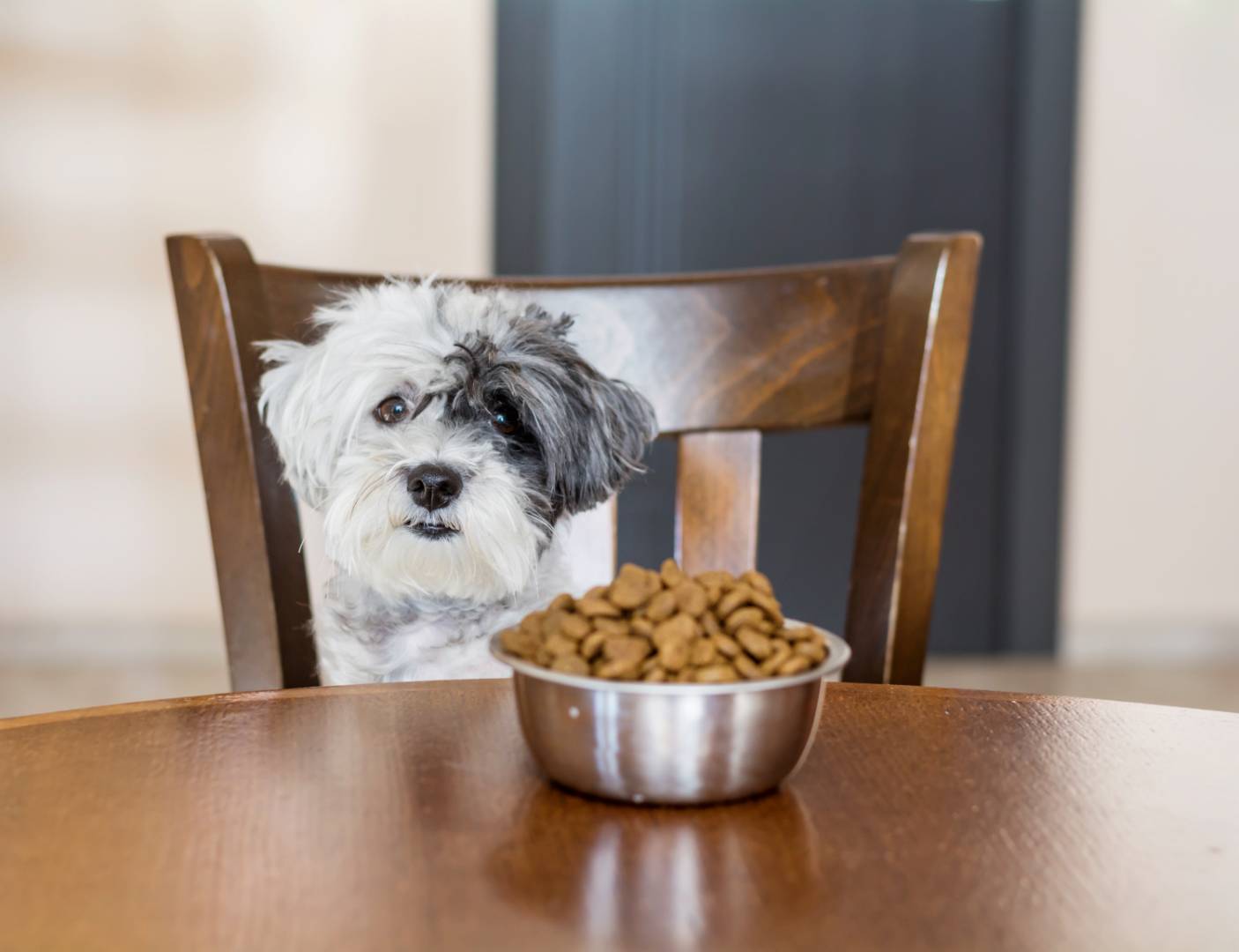 5 signs that show your dog may have a food allergy. Watch out!