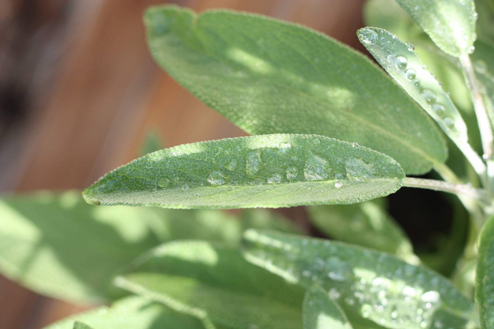 5 benefits of sage!