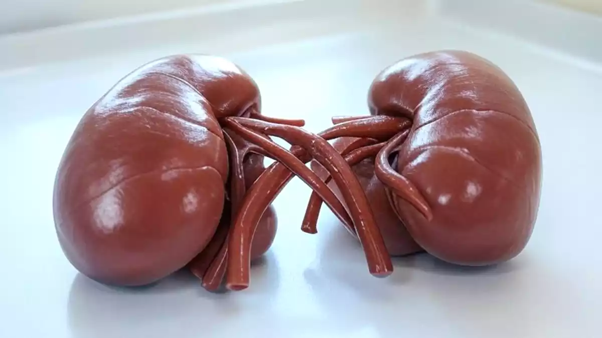 7 tips to prevent serious kidney problems. Find out them now to keep yourself healthy at all times!