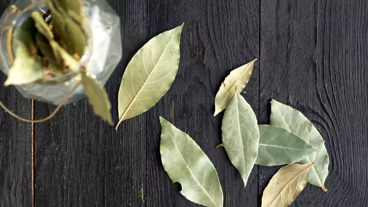 10 surprising uses for bay leaves that you probably didn't know about!