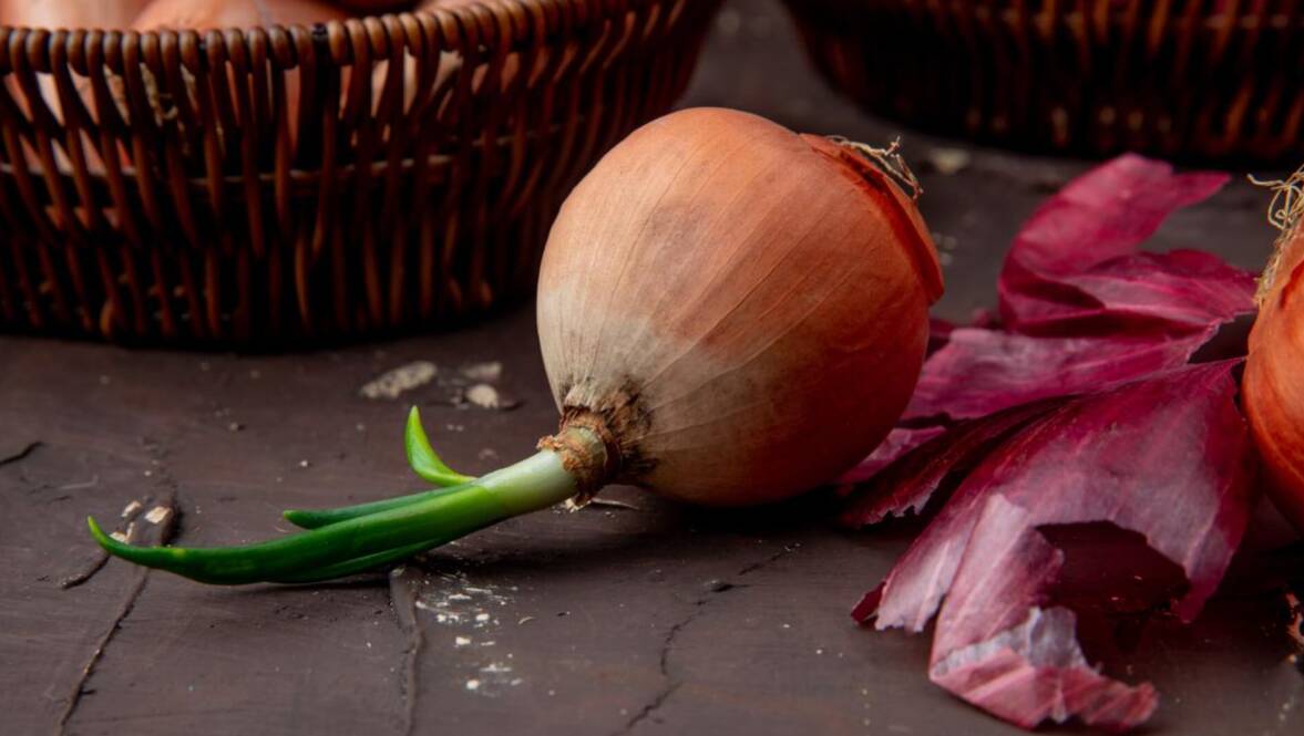 Sprouted onions: are they safe to eat or bad for your health? Here's what you need to know!