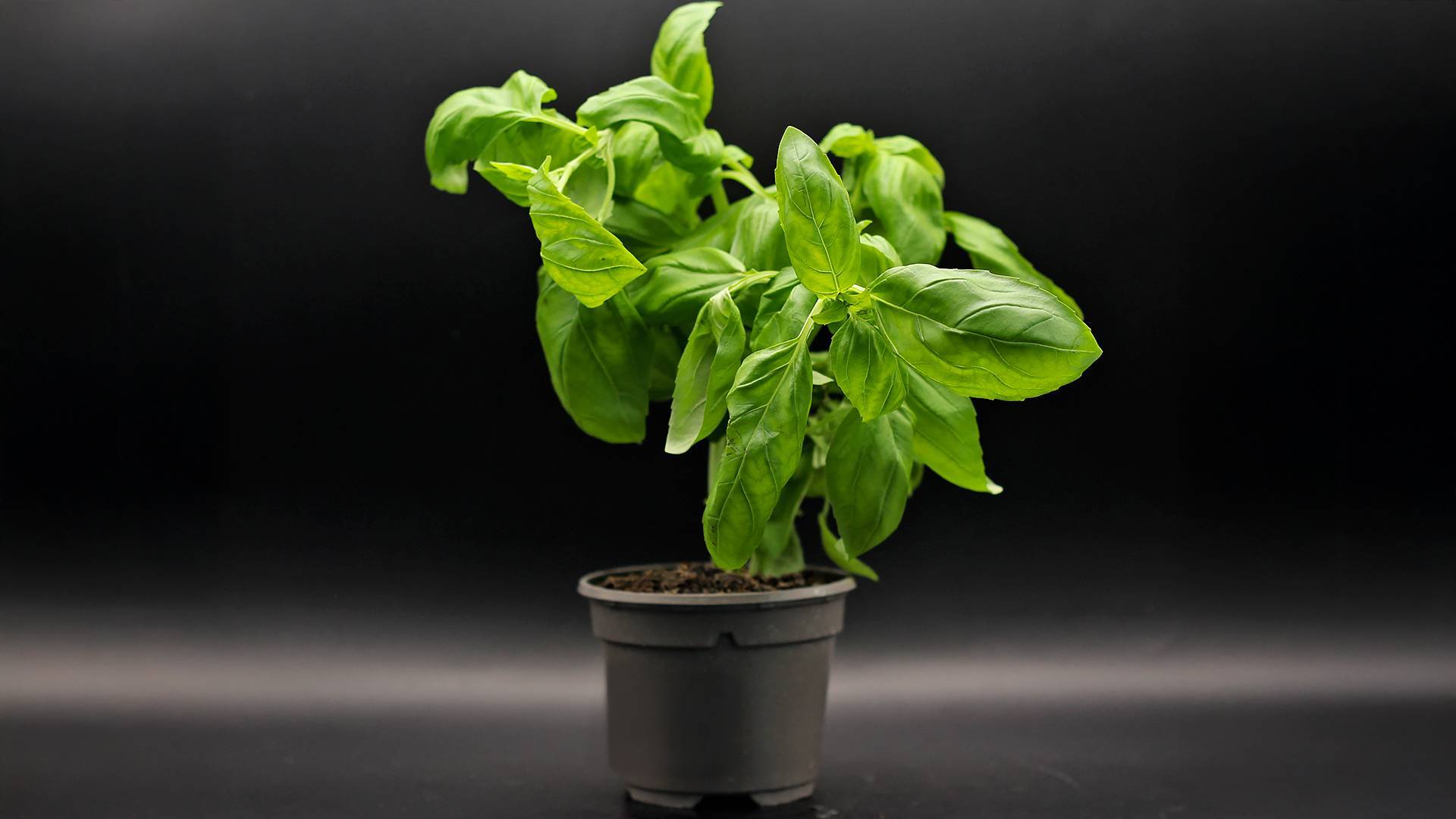 Free basil all year round? Our tips to never buy it again!