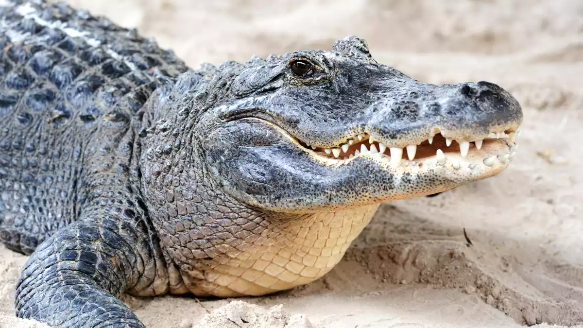 8 mind-blowing meats. You won't believe what people eat in the World!