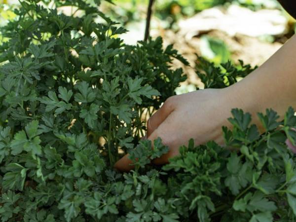 Learn how to grow parsley at home and have fresh spices all year round!