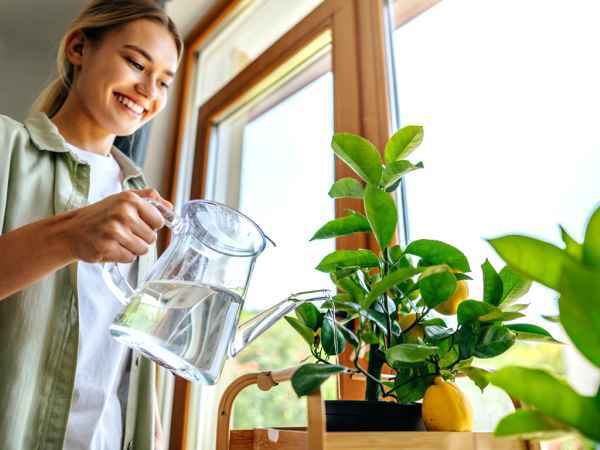 How to plant and care for a lemon tree at home (even in an apartment!)