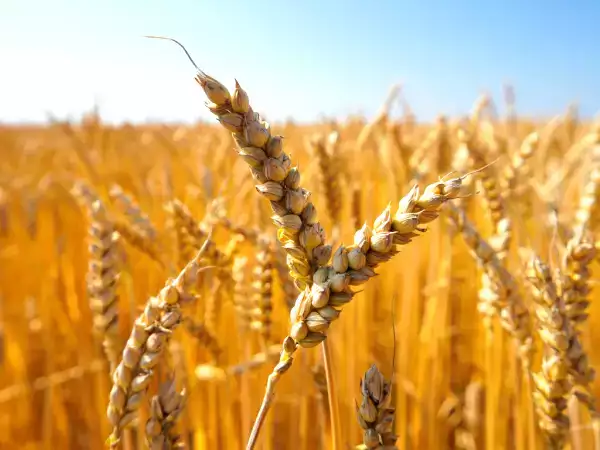 Going gluten-free: what's really going on in your body?