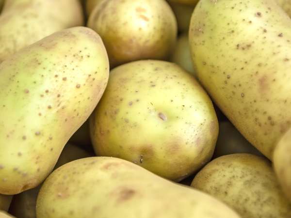 Green on your potatoes? It’s more than just color and you might be serving a toxic meal without knowing