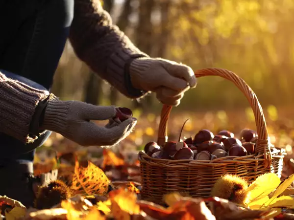 Chestnut picking gone wrong? Here’s how to avoid the classic mistakes and actually enjoy the day