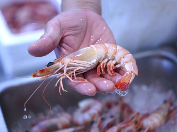 Signs that help you recognize a fresh shrimp when you go to buy it