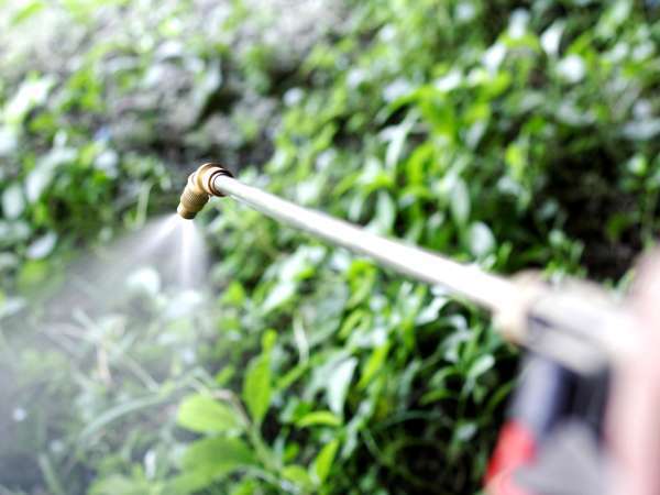 This kitchen hack replaces weed killer in 2025: eco-friendly, free and surprisingly effective