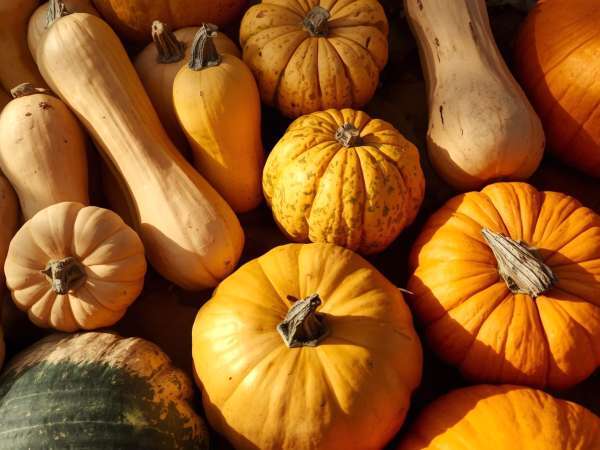 5 health benefits of squash (and why it's a bad idea to go without)