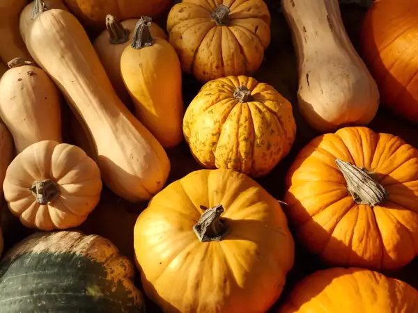 5 health benefits of squash (and why it's a bad idea to go without)
