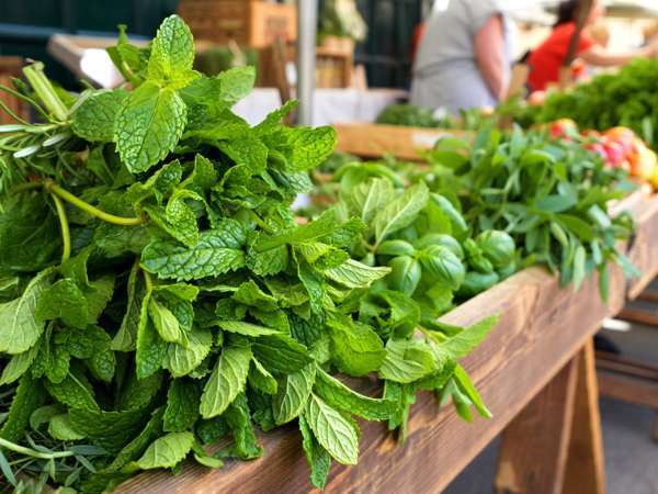 Not all mint is the same: discover the 4 most commonly used types and stop making mistakes with your tea and recipe
