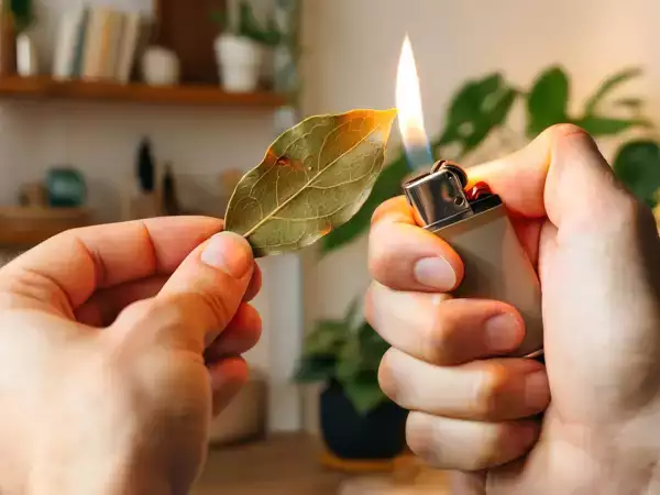 Is burning bay leaves calming or just a myth? Here’s what science actually says