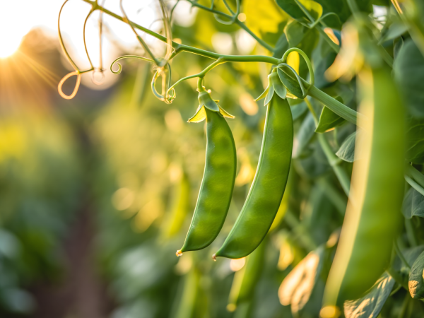How to cook snow peas easily? All the tips you need to keep them crunchy and tasty