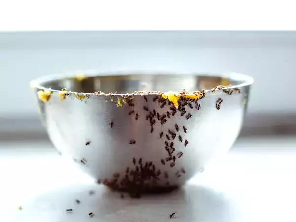 How Grandma gets rid of ants in the kitchen: simple, practical tips you can try at home today