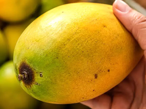Stop picking mangoes wrong: most people choose the wrong ones at markets and only notice at home