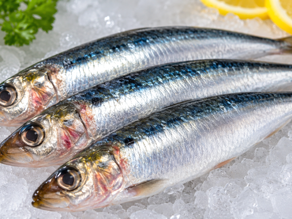 How to spot a spoiled sardine before it's too late: the warning signs you should never ignore