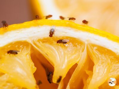 These sure-fire tips to say goodbye to gnats in your kitchen!